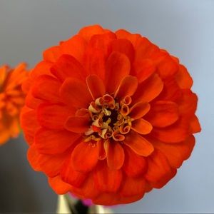 Meet your Posher, Yu